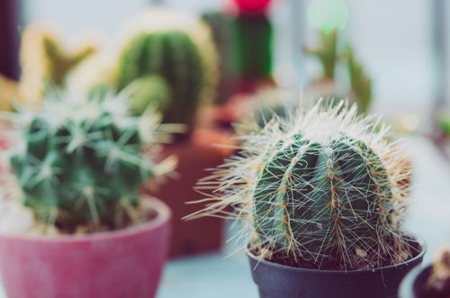 Free Vivid close-up of cacti with spiky textures in a colorful assortment of pots. Stock Photo