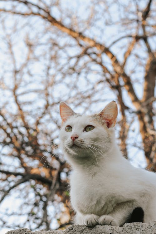 Základová fotografie zdarma na téma bílá kočka, detail, domácí mazlíček
