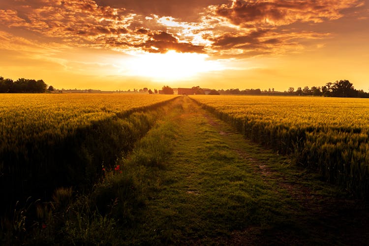 Grass Field Pathway