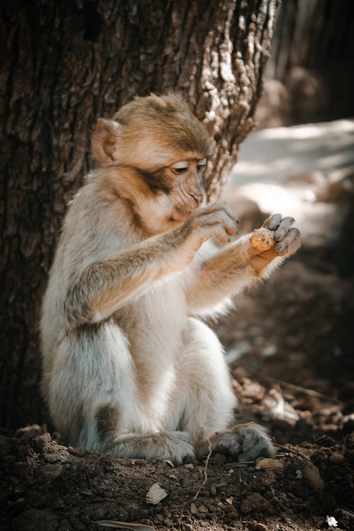 Gratis arkivbilde med afrika, ape, marmoset