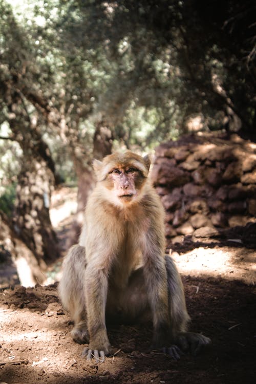 Gratis arkivbilde med afrika, ape, marmoset