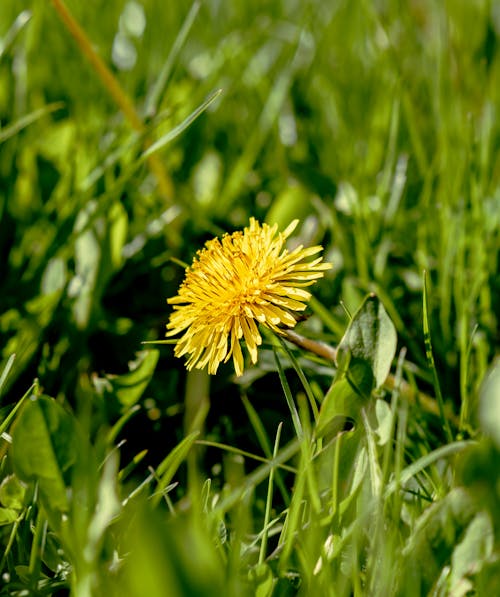 Yellow Flower Plant on Green Grass Field