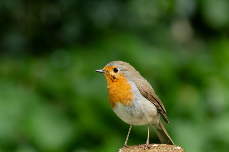 European robin perched on a branch
