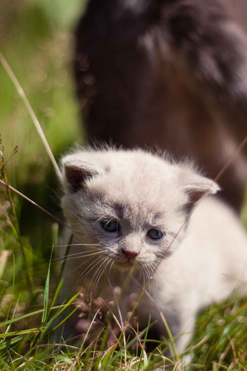 Witte Kitten