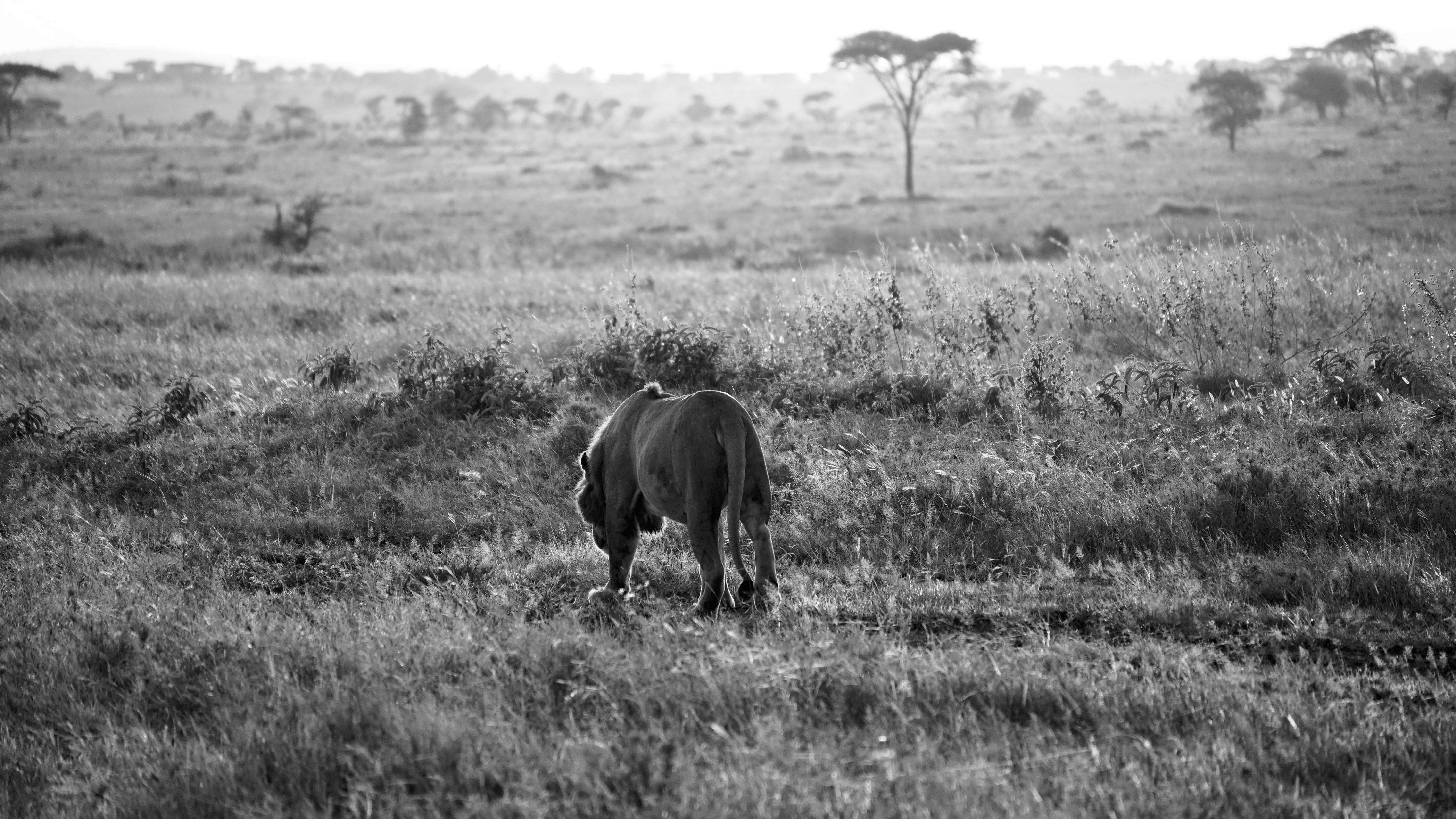 A lion rests on an open grassy plain typical of regions where big cat safaris operate.