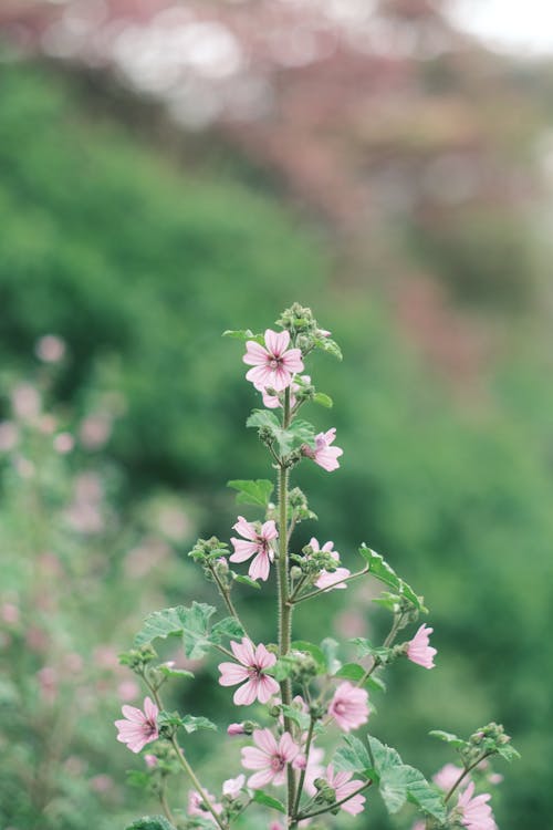 Fotos de stock gratuitas de botánico, flora, floración