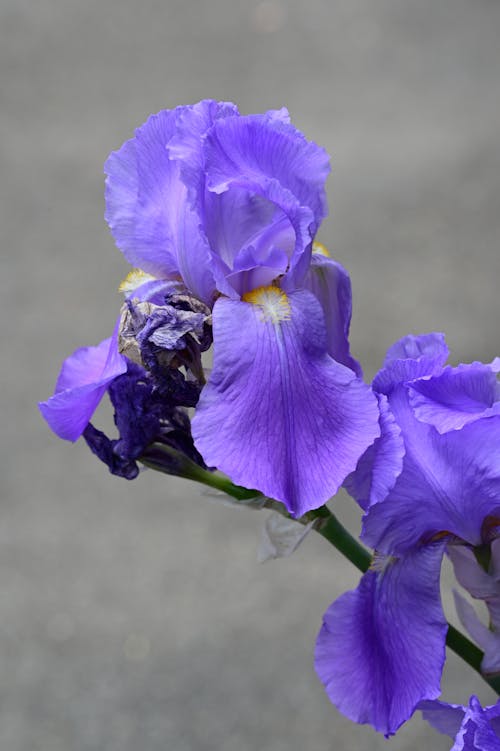 Free Beautiful Purple Flowers  Stock Photo