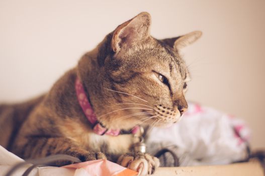 一只放松的虎斑猫戴着项圈，特写镜头中它躺在室内光线柔和的地方