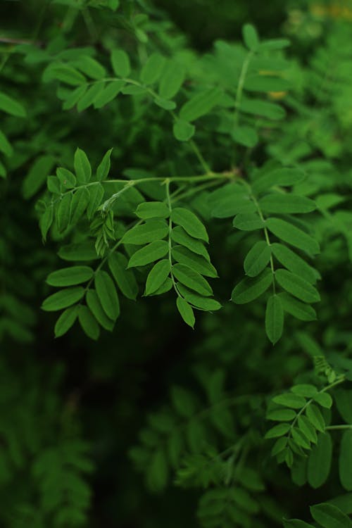 Darmowe zdjęcie z galerii z liście, natura, naturalny