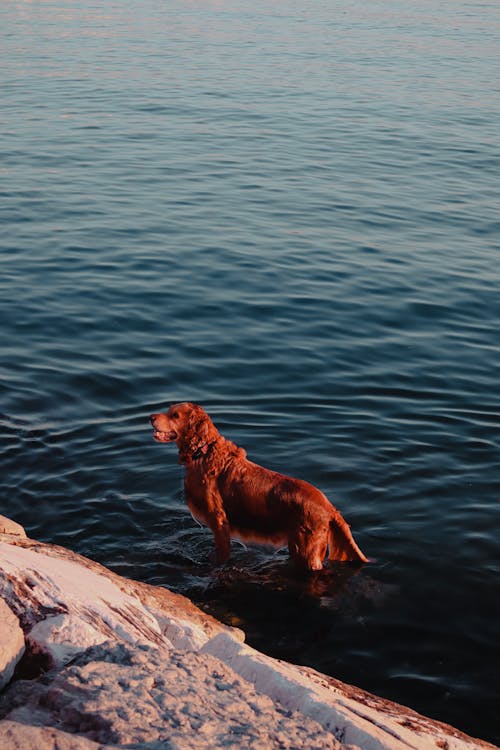deniz, dikey atış, Evcil Hayvan içeren Ücretsiz stok fotoğraf