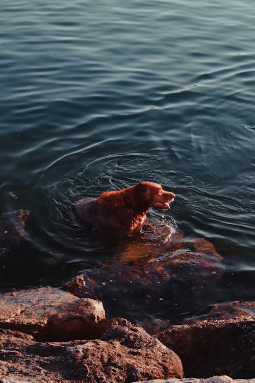 Brown Dog Swimming on Lake Water