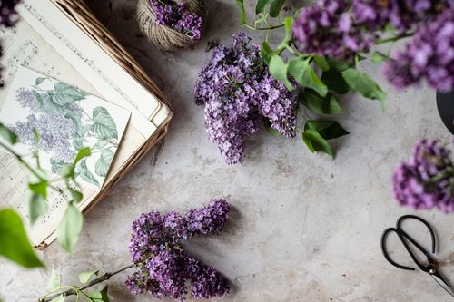 Free Aesthetic flat lay featuring lilac flowers, music sheets, and scissors on a concrete surface. Stock Photo