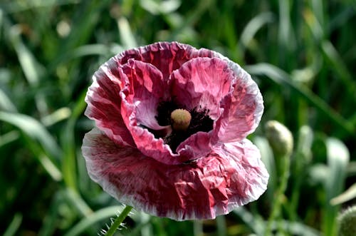 免费 红色罂粟花的选择性聚焦摄影 素材图片