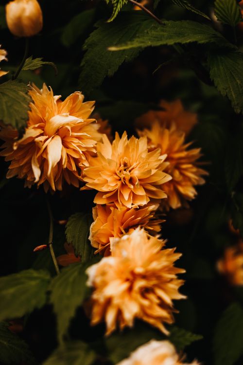 Free Close-up of vibrant orange dahlias blooming with lush green foliage, capturing nature's beauty. Stock Photo