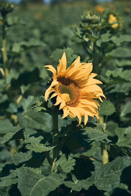 Free Yellow Sunflower in Tilt Shift Lens Stock Photo