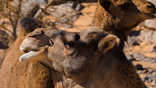 Close Up Photo of a Camel