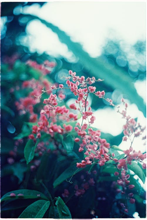 Darmowe zdjęcie z galerii z bokeh, flora, fotografia kwiatowa