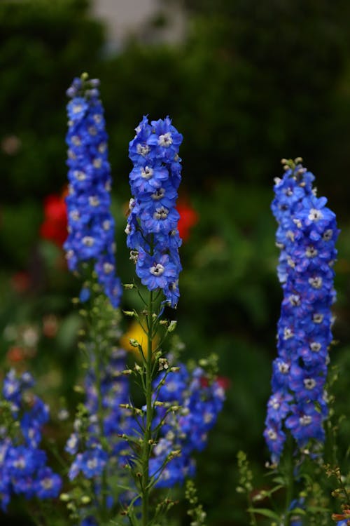 Gratis stockfoto met blauwe bloemen, bloeiend, bloemblaadjes