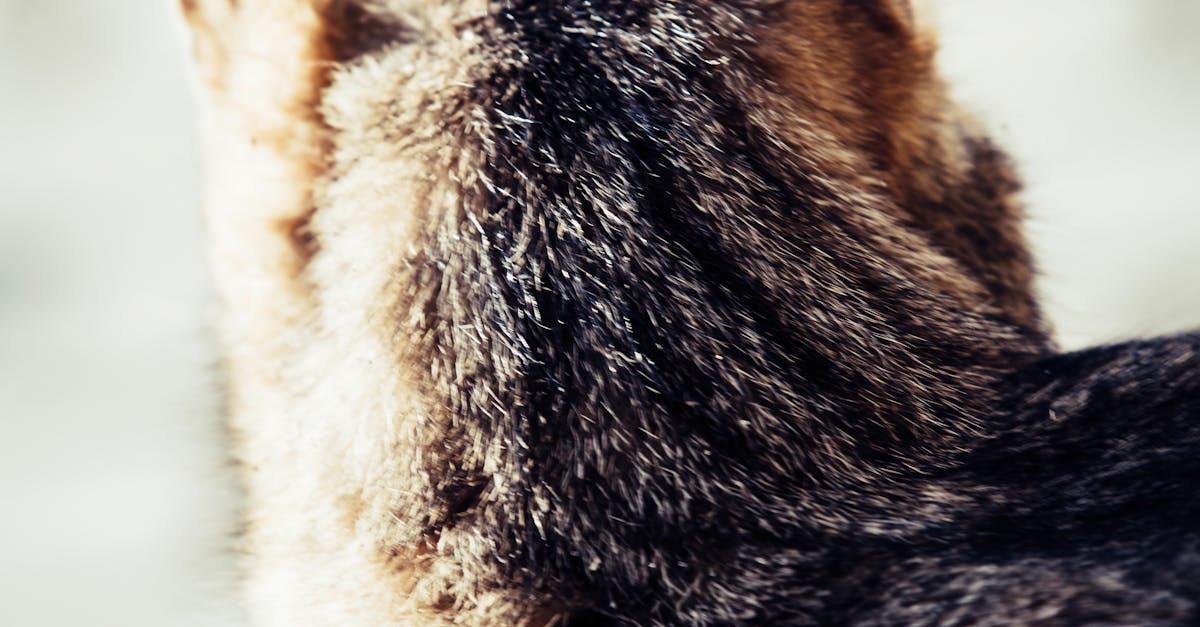 Close Up Photo of Brown and Gray Fur Animal