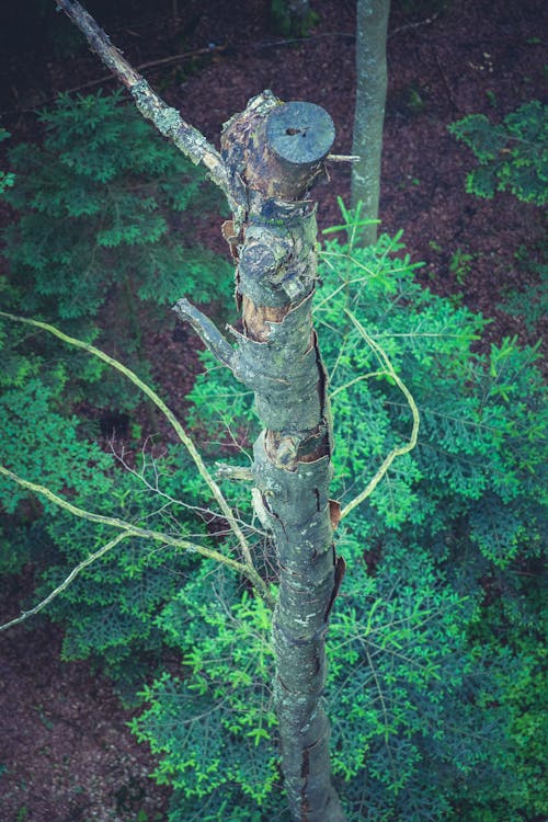 Ücretsiz açık hava, ağaç, dallar içeren Ücretsiz stok fotoğraf Stok Fotoğraflar