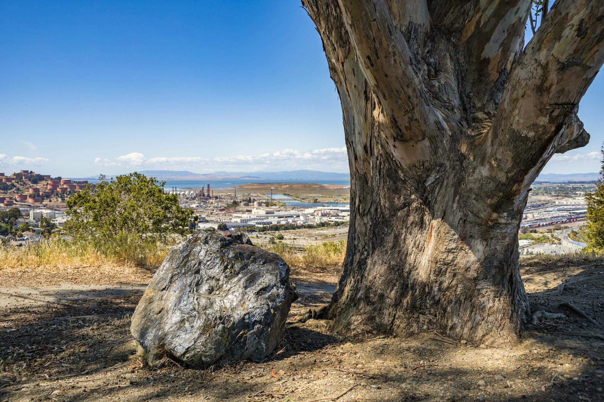 View of a cityscape from a hillside with a large tree and rock in the foreground.