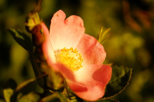 Kostenlos Selektiver Fokus Fotografie Der Rosa Blütenblattblume Stock-Foto