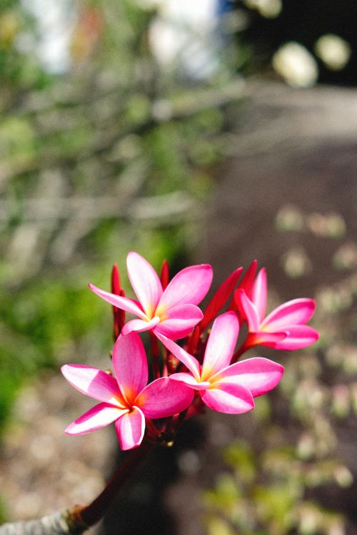 Free Capture of vibrant pink frangipani blossoms blooming outdoors in natural light. Stock Photo