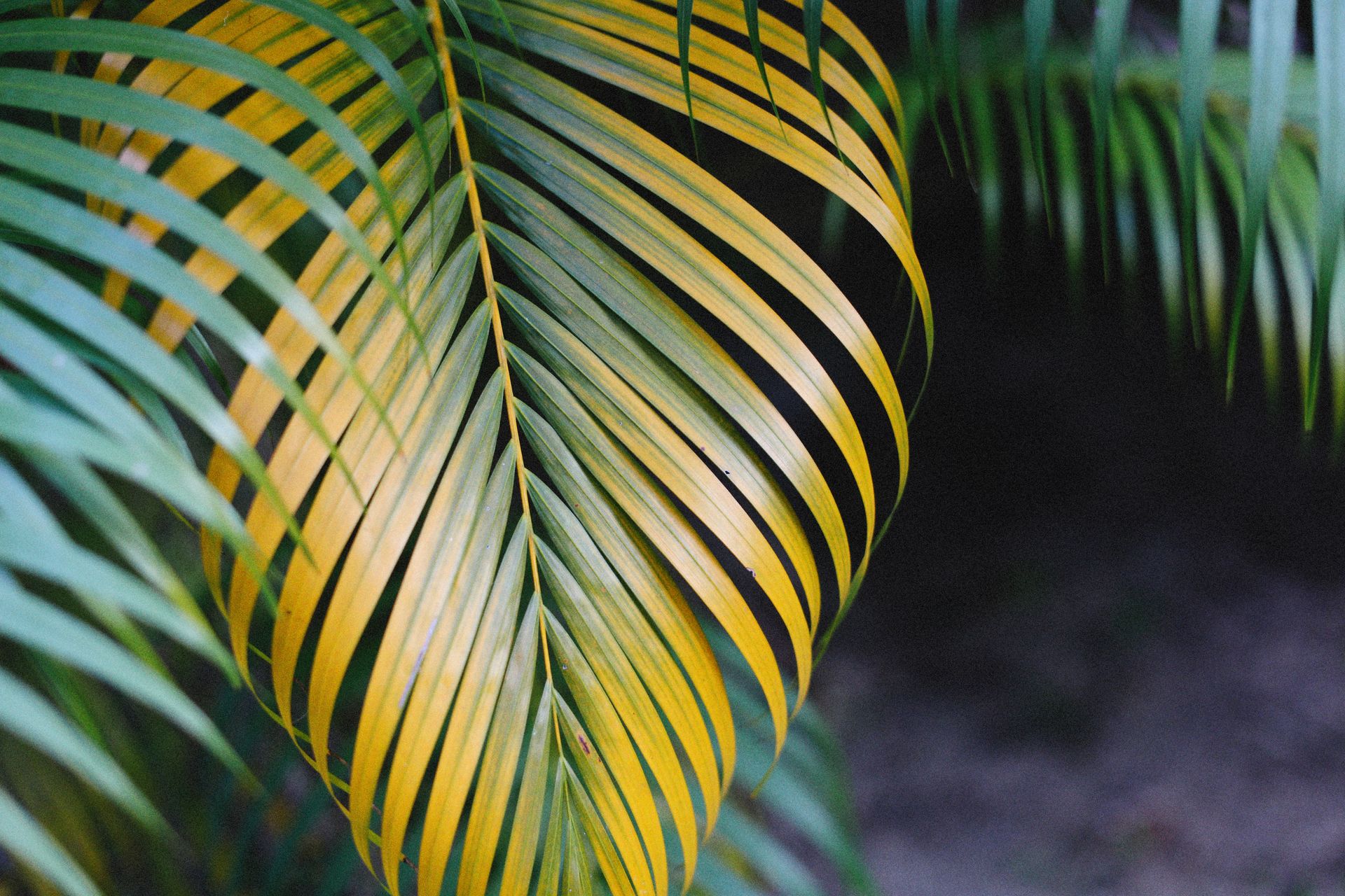A detailed close-up of a vibrant tropical palm leaf showcasing its green and yellow hues.