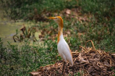 Cattle Egret