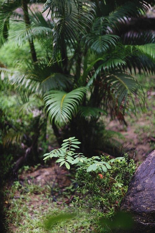 Free Green Plants in Jungle Stock Photo