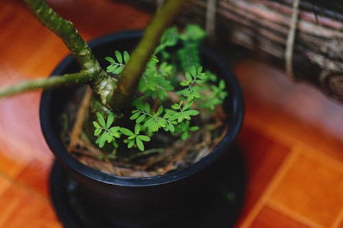 bitki, doğal, geniş açılı çekim içeren Ücretsiz stok fotoğraf