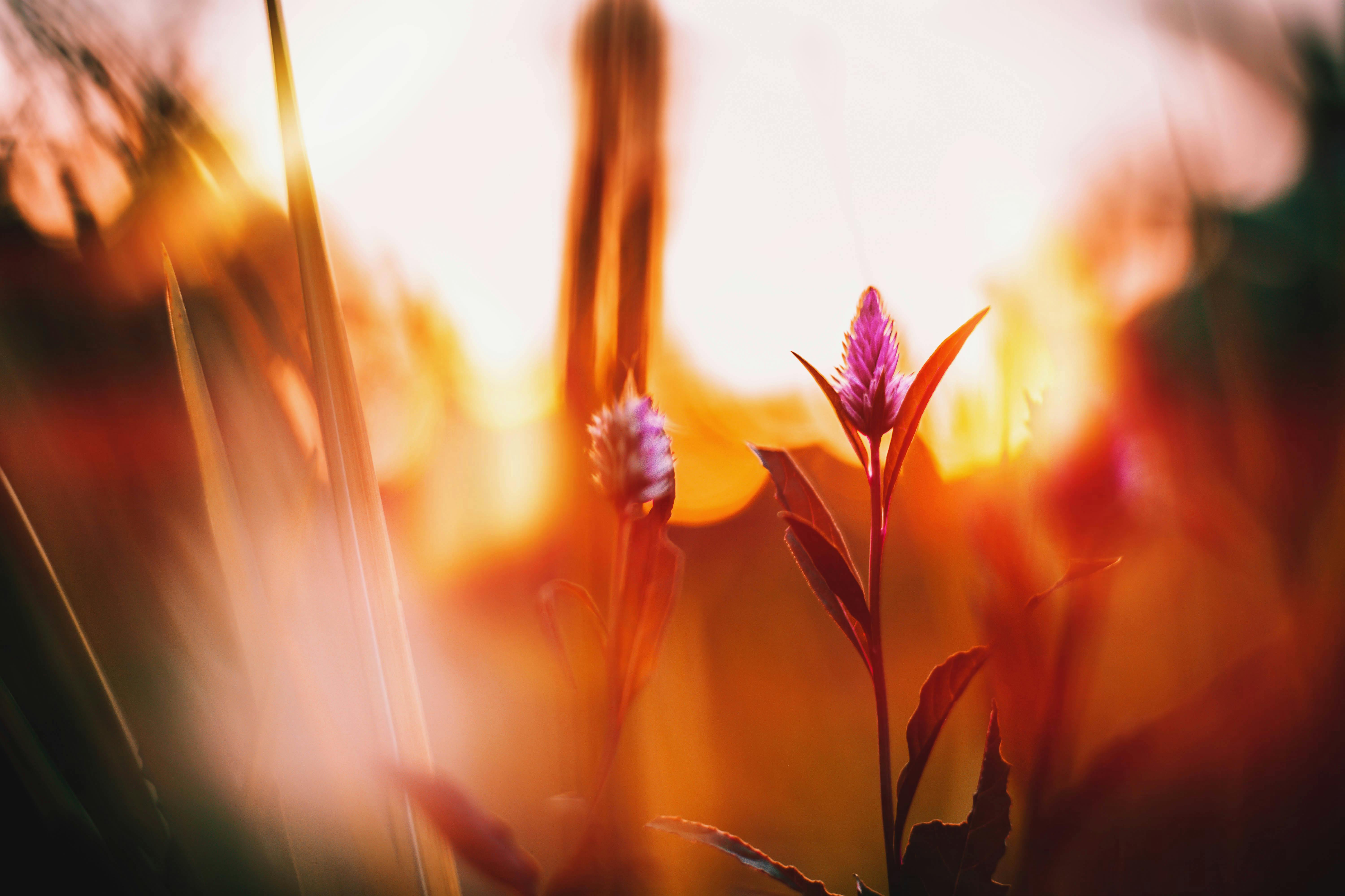 celosia flowers photography