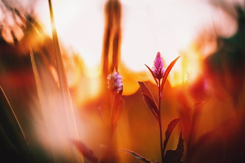 Free Celosia Flowers Photography Stock Photo