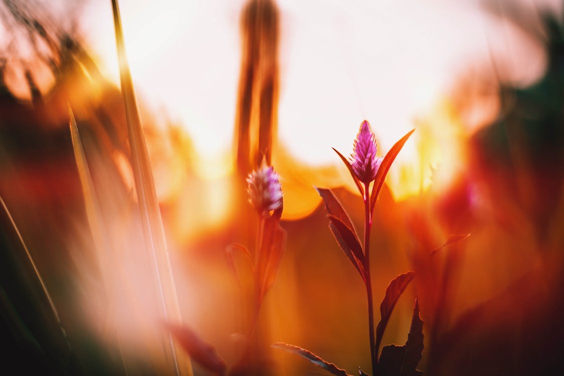 صور لزهور السيلوسيا خلفية راقة للكمبيوتر