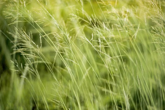 Close-up of lush green grass swaying gently outdoors in Indonesia.