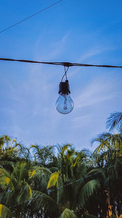 Light Bulb over Palm Trees