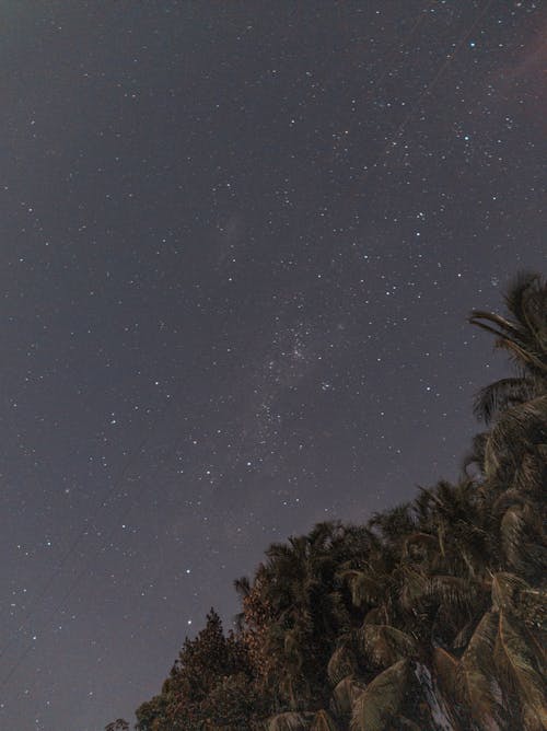 ヤシの木, ローアングルショット, 占星術の無料の写真素材