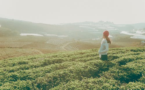 무료 녹색 잎 농장 필드에 둘러싸인 지평선 너머로 서있는 여자 스톡 사진