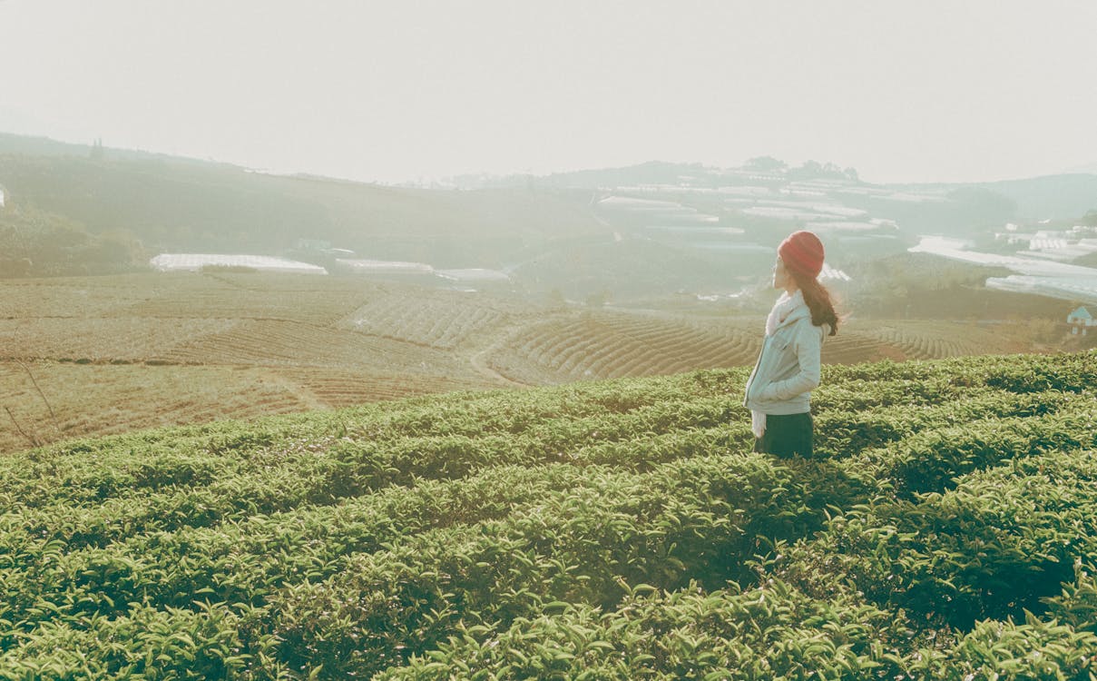녹색 잎 농장 필드에 둘러싸인 지평선 너머로 서있는 여자