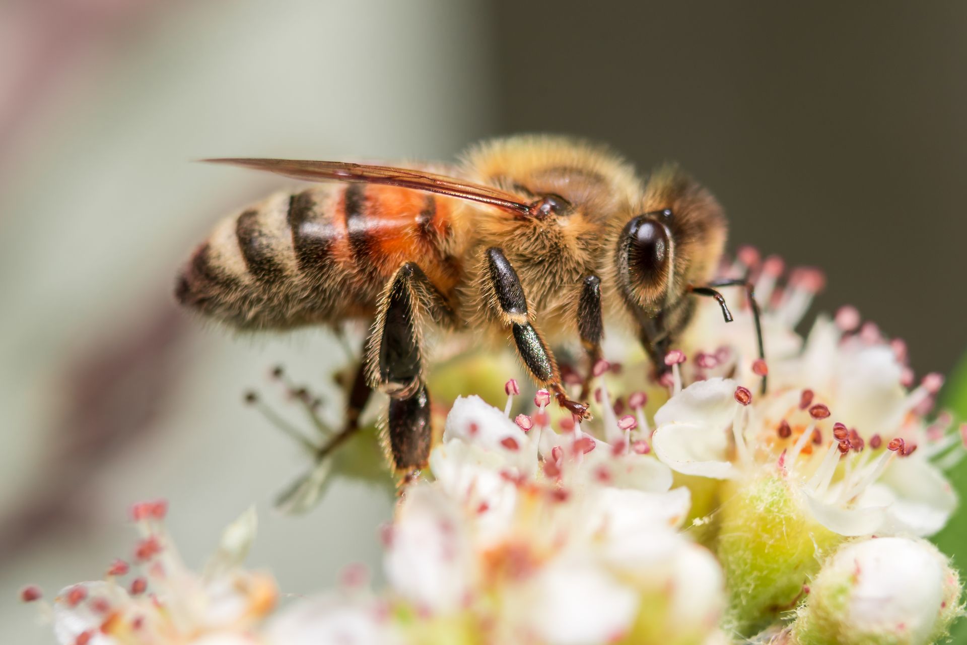 Close-up macro photograph of a honey bee collecting nectar from flowers with fine detail.