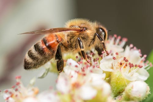 Close-Up Photo of Bee Perched on Flowers