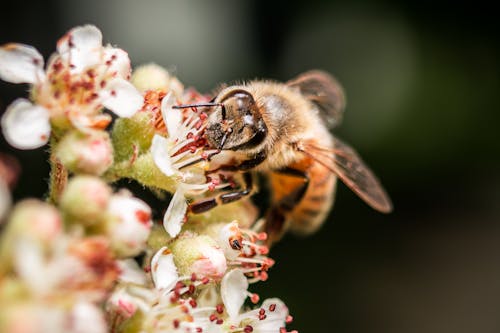 Free Honey Bee Perched on Blooming Flowers Stock Photo