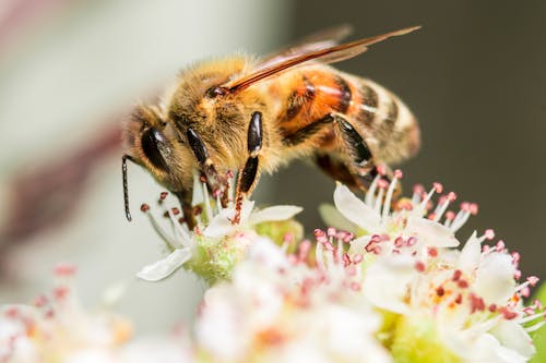 Free Photo of Honey Bee on White Flowers  Stock Photo