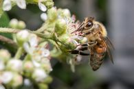 Honey Bee and Flower
