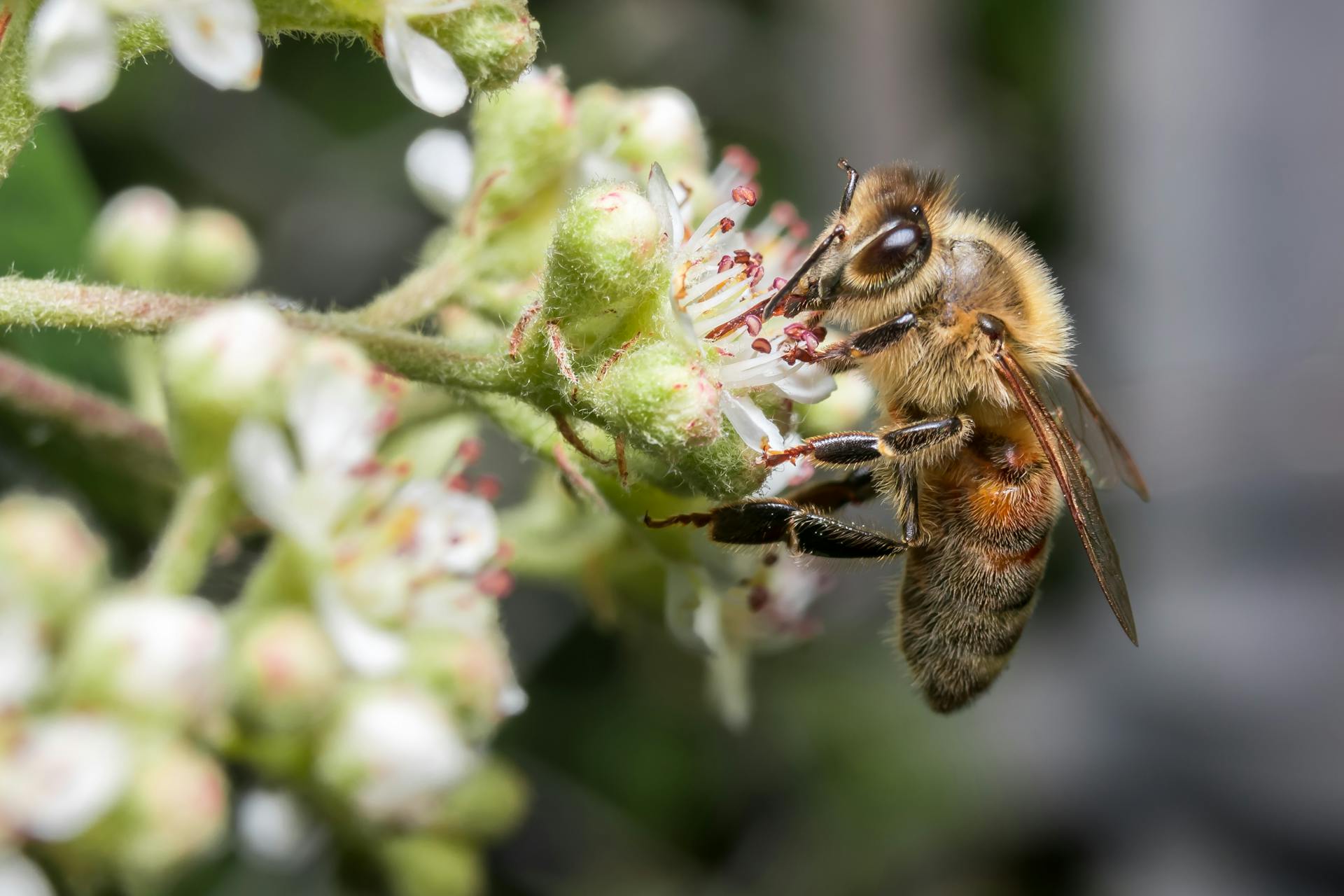 Detailed macro shot of a bee collecting nectar and pollinating white flowers outdoors.