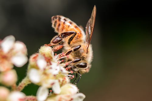 곤충, 곤충 사진, 꽃의 무료 스톡 사진