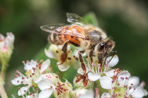 Free Honey Bee on White Flowers in Close-up Photography  Stock Photo