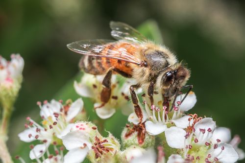 Free Detailed macro shot of a honey bee perched on a white flower collecting nectar with vivid colors. Stock Photo
