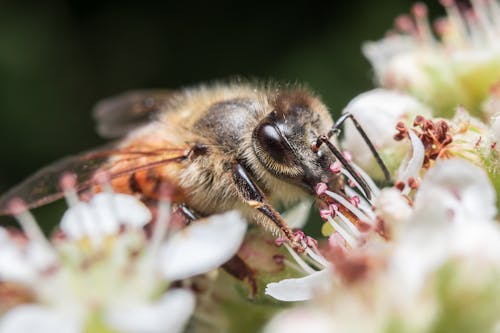 Bee Perched on Flower in Macro Photography