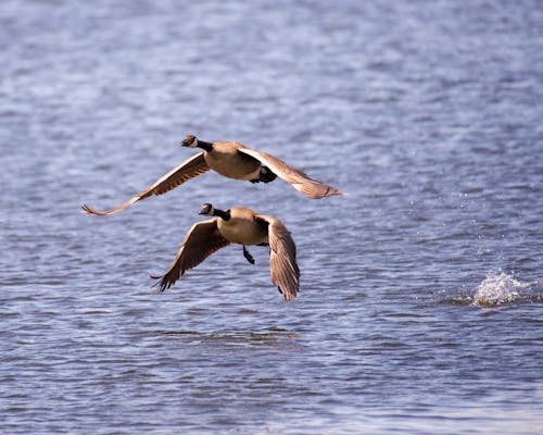 Geese Taking Flights from Water Surface